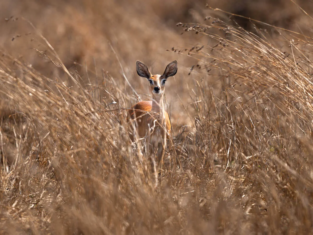 Le parc national Kruger — Afrique du Sud