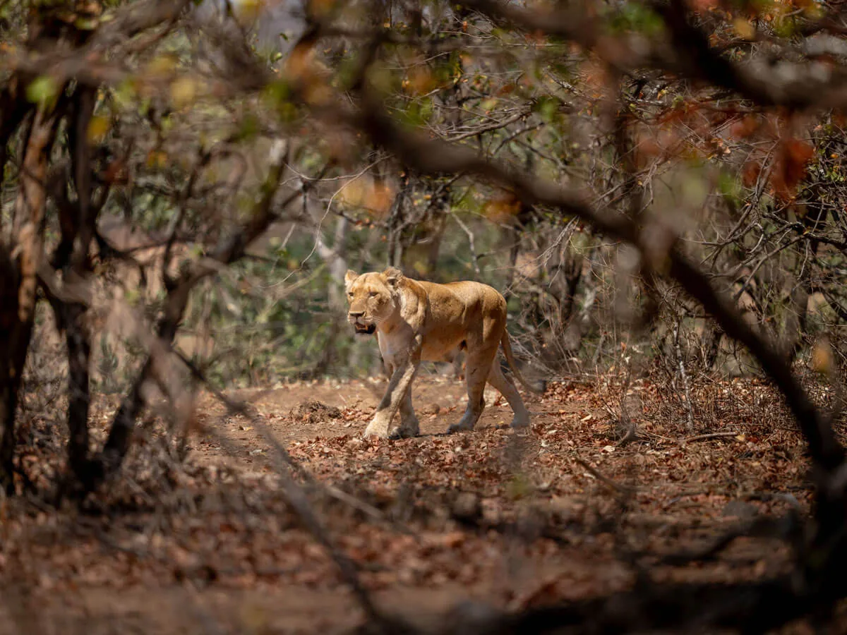 Sur la piste dans le Kruger