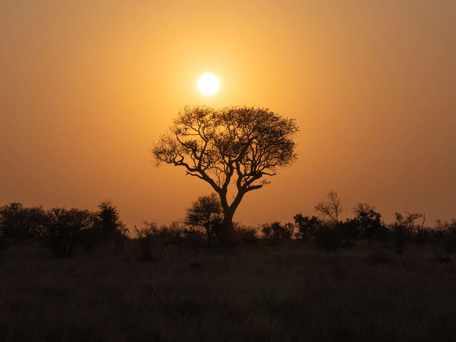 Safari au Kruger — Aurélie Tiron