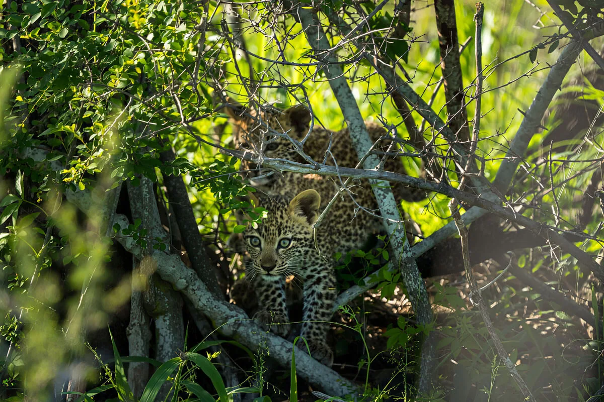 Game drive au lever du soleil — Kruger
