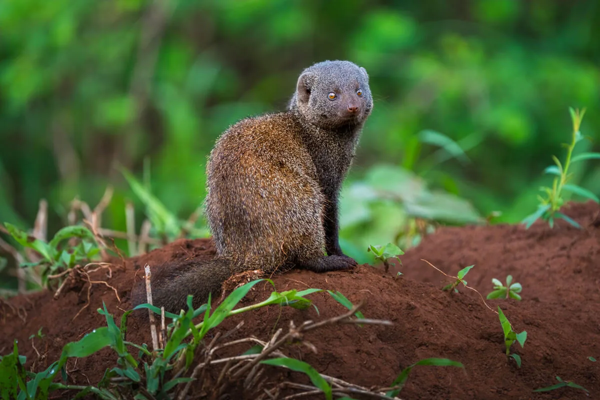 Observation faune Kruger — Aurélie Tiron