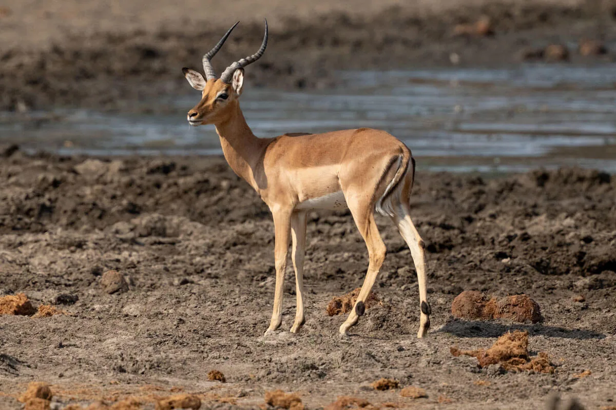 Photographie animalière depuis la voiture — Kruger