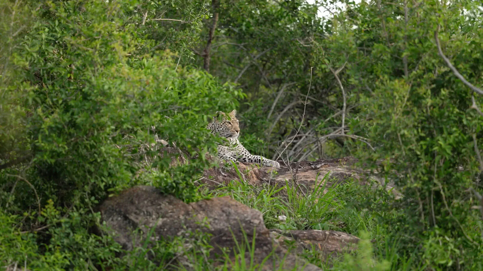 Safari au Kruger — Aurélie Tiron
