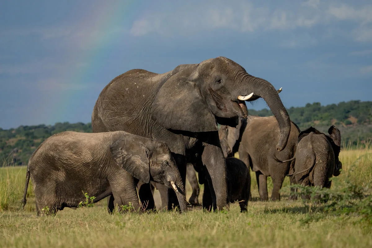 Objectif longue focale pour photographie animalière en safari