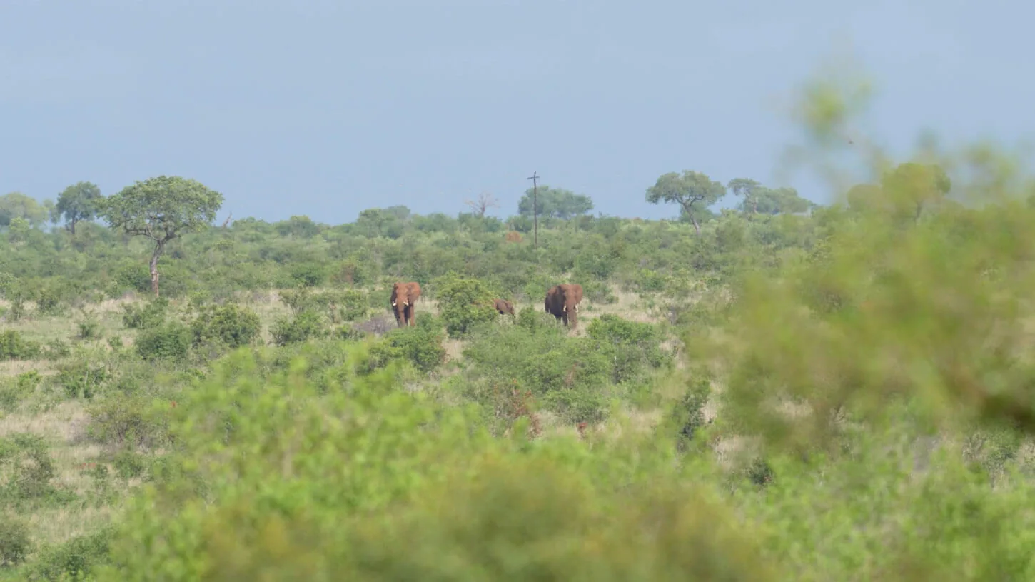 Bush vert en saison des pluies au Kruger