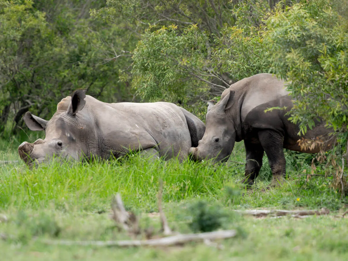 Rhinocéros mère et son petit au parc Kruger