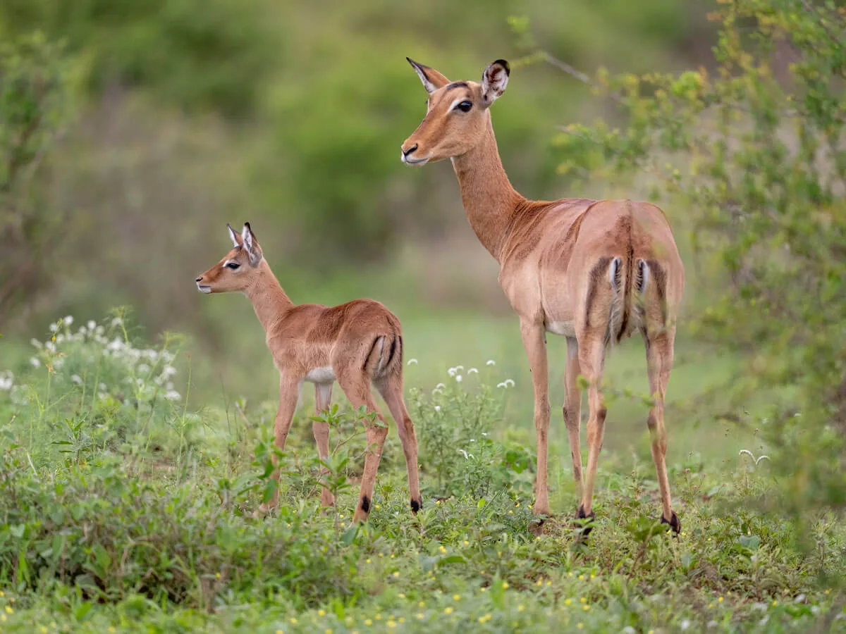 Ciel d'orage au Kruger en saison des pluies