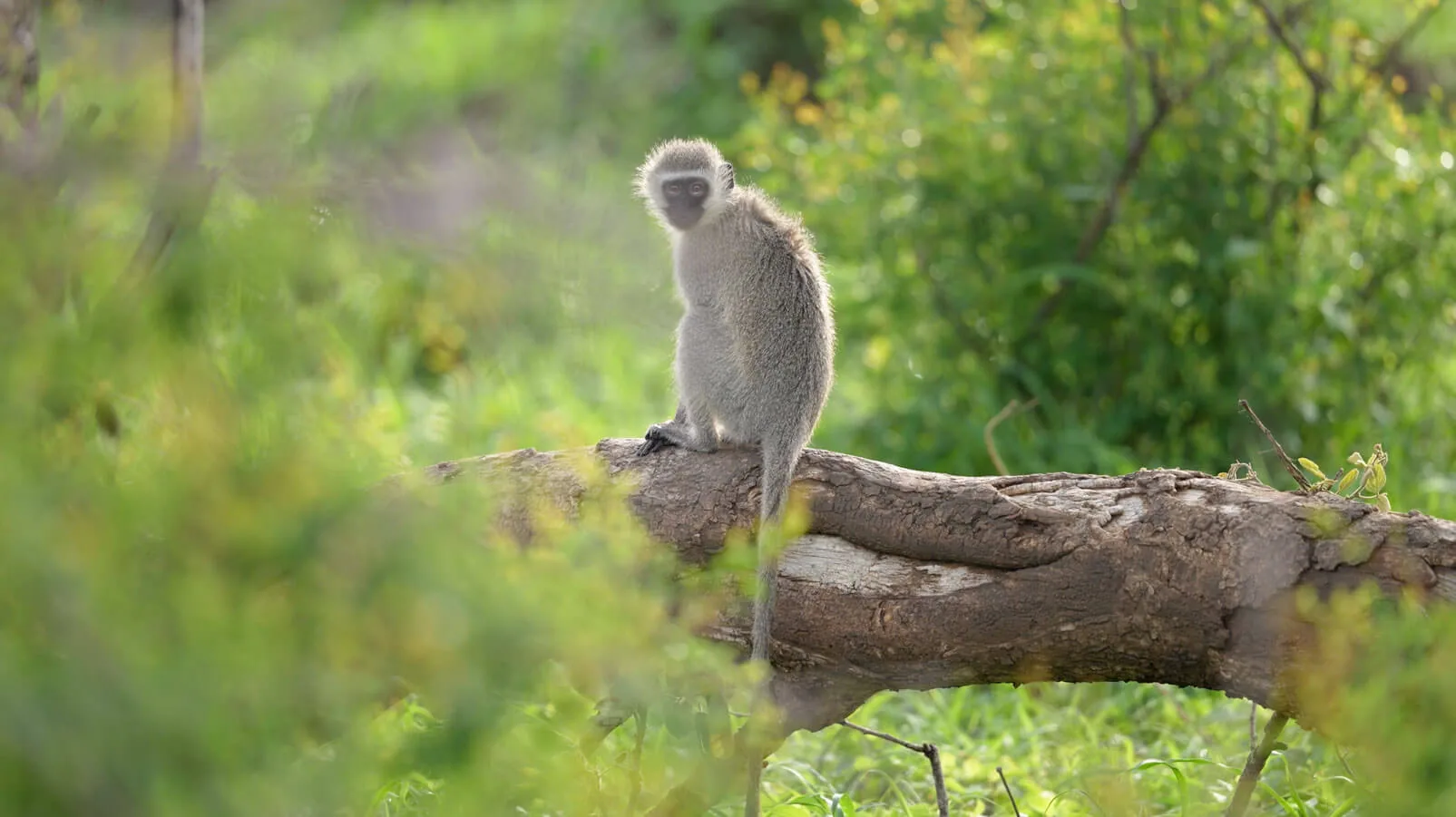 Safari au Kruger en saison des pluies — Aurélie Tiron
