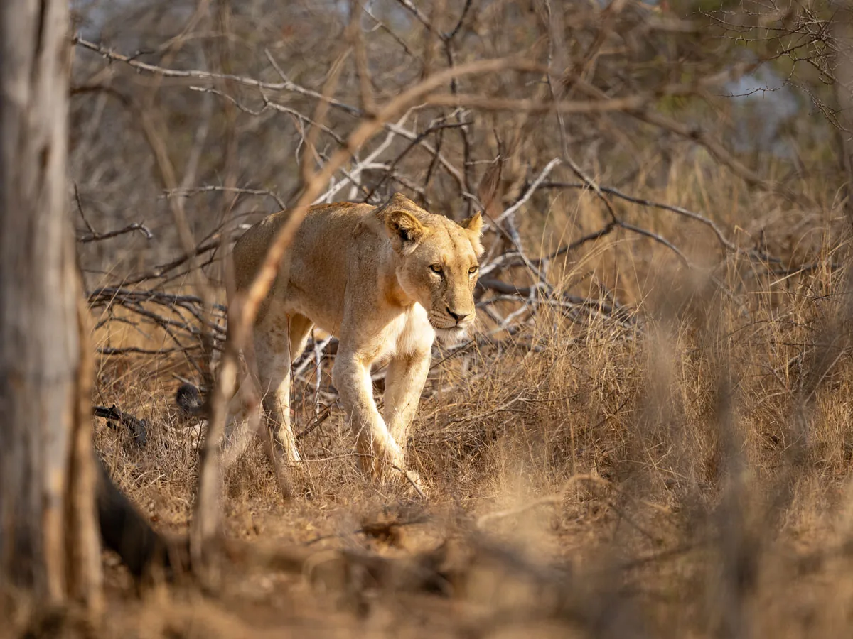 Lionne en chasse dans le bush sec et doré du parc Kruger en saison sèche — Aurélie Tiron